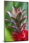 Pineapple Bromeliad Growing in the Maui Country Side-Terry Eggers-Mounted Photographic Print