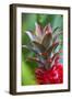 Pineapple Bromeliad Growing in the Maui Country Side-Terry Eggers-Framed Photographic Print