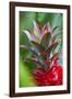 Pineapple Bromeliad Growing in the Maui Country Side-Terry Eggers-Framed Photographic Print
