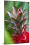 Pineapple Bromeliad Growing in the Maui Country Side-Terry Eggers-Mounted Photographic Print