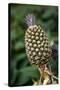 Pineapple. Costa Rica. Central America-Tom Norring-Stretched Canvas