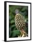 Pineapple. Costa Rica. Central America-Tom Norring-Framed Photographic Print