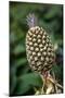 Pineapple. Costa Rica. Central America-Tom Norring-Mounted Photographic Print