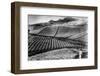 Pineapple Farmer-Hulton Archive-Framed Photographic Print