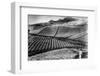 Pineapple Farmer-Hulton Archive-Framed Photographic Print