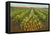 Pineapple Field, Hawaii-null-Framed Stretched Canvas