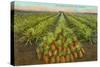 Pineapple Field, Hawaii-null-Stretched Canvas