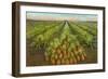 Pineapple Field, Hawaii-null-Framed Art Print