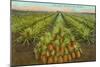 Pineapple Field, Hawaii-null-Mounted Art Print