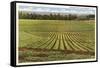 Pineapple Field, Honolulu, Hawaii-null-Framed Stretched Canvas