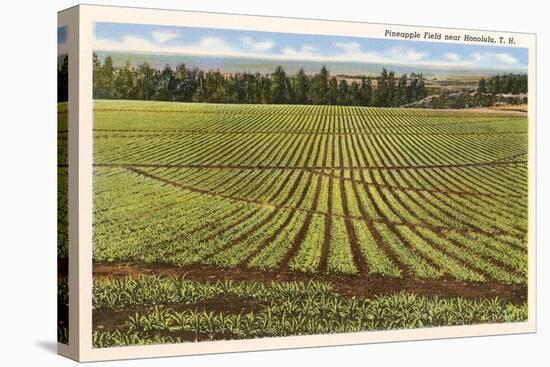 Pineapple Field, Honolulu, Hawaii-null-Stretched Canvas