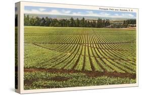 Pineapple Field, Honolulu, Hawaii-null-Stretched Canvas