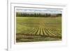 Pineapple Field, Honolulu, Hawaii-null-Framed Premium Giclee Print