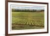 Pineapple Field, Honolulu, Hawaii-null-Framed Premium Giclee Print