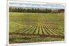 Pineapple Field, Honolulu, Hawaii-null-Mounted Premium Giclee Print