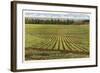 Pineapple Field, Honolulu, Hawaii-null-Framed Art Print