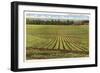 Pineapple Field, Honolulu, Hawaii-null-Framed Art Print