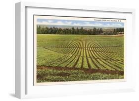 Pineapple Field, Honolulu, Hawaii-null-Framed Art Print