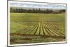 Pineapple Field, Honolulu, Hawaii-null-Mounted Art Print