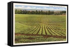 Pineapple Field, Honolulu, Hawaii-null-Framed Stretched Canvas