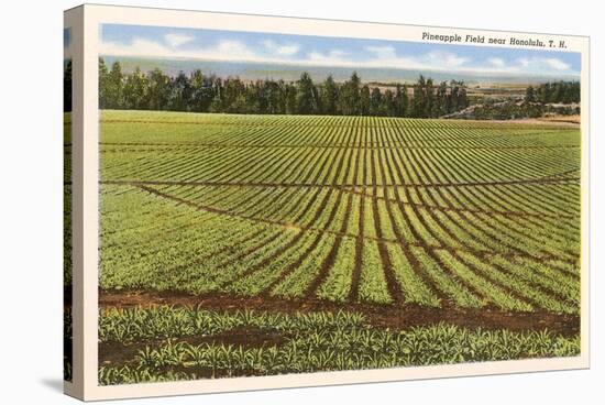 Pineapple Field, Honolulu, Hawaii-null-Stretched Canvas