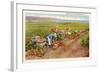 Pineapple Field, Honolulu, Hawaii-null-Framed Art Print