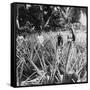 Pineapple Fields, Mayaguez, Puerto Rico-Underwood & Underwood-Framed Stretched Canvas