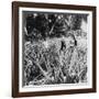 Pineapple Fields, Mayaguez, Puerto Rico-Underwood & Underwood-Framed Photographic Print