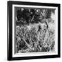 Pineapple Fields, Mayaguez, Puerto Rico-Underwood & Underwood-Framed Photographic Print