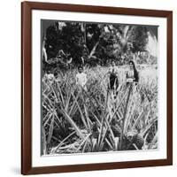 Pineapple Fields, Mayaguez, Puerto Rico-Underwood & Underwood-Framed Photographic Print