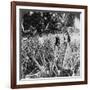 Pineapple Fields, Mayaguez, Puerto Rico-Underwood & Underwood-Framed Photographic Print