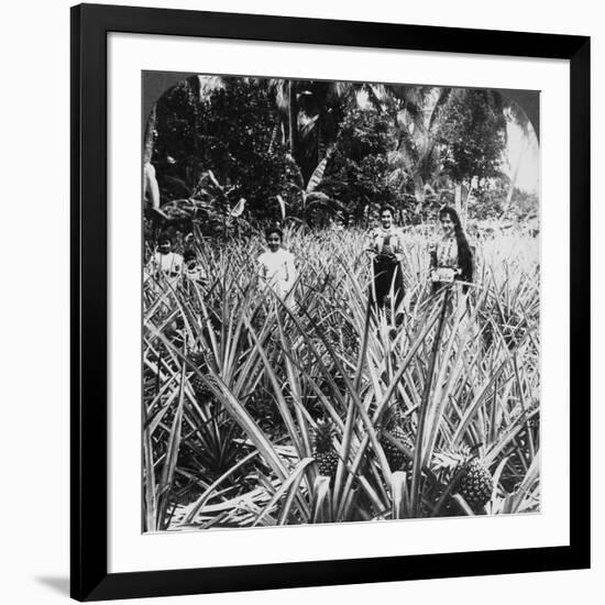 Pineapple Fields, Mayaguez, Puerto Rico-Underwood & Underwood-Framed Photographic Print