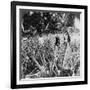 Pineapple Fields, Mayaguez, Puerto Rico-Underwood & Underwood-Framed Photographic Print