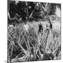 Pineapple Fields, Mayaguez, Puerto Rico-Underwood & Underwood-Mounted Photographic Print