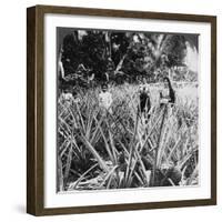 Pineapple Fields, Mayaguez, Puerto Rico-Underwood & Underwood-Framed Photographic Print