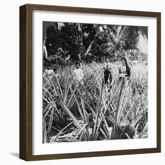 Pineapple Fields, Mayaguez, Puerto Rico-Underwood & Underwood-Framed Photographic Print