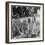 Pineapple Fields, Mayaguez, Puerto Rico-Underwood & Underwood-Framed Photographic Print