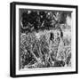 Pineapple Fields, Mayaguez, Puerto Rico-Underwood & Underwood-Framed Photographic Print