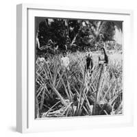 Pineapple Fields, Mayaguez, Puerto Rico-Underwood & Underwood-Framed Photographic Print
