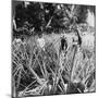 Pineapple Fields, Mayaguez, Puerto Rico-Underwood & Underwood-Mounted Photographic Print