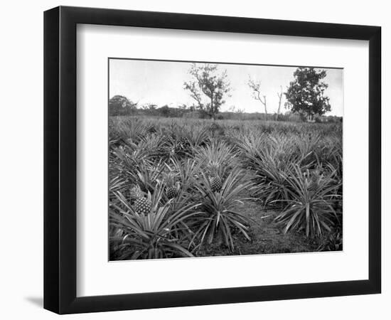 Pineapple Grove, Jamaica, C1905-Adolphe & Son Duperly-Framed Giclee Print