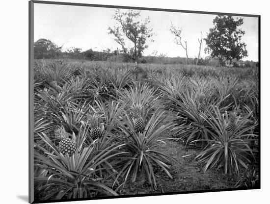 Pineapple Grove, Jamaica, C1905-Adolphe & Son Duperly-Mounted Giclee Print