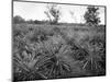Pineapple Grove, Jamaica, C1905-Adolphe & Son Duperly-Mounted Giclee Print