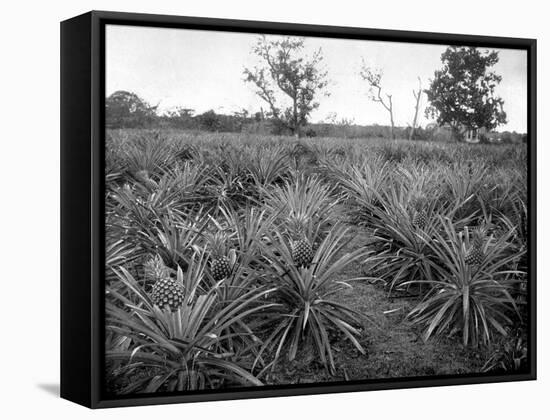 Pineapple Grove, Jamaica, C1905-Adolphe & Son Duperly-Framed Stretched Canvas