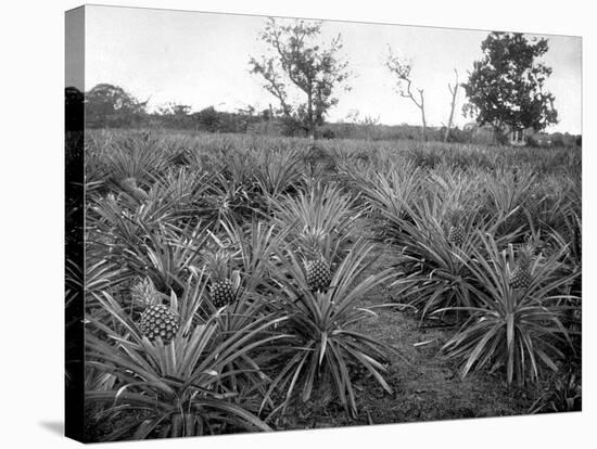 Pineapple Grove, Jamaica, C1905-Adolphe & Son Duperly-Stretched Canvas