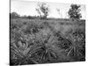 Pineapple Grove, Jamaica, C1905-Adolphe & Son Duperly-Stretched Canvas