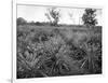 Pineapple Grove, Jamaica, C1905-Adolphe & Son Duperly-Framed Giclee Print