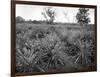 Pineapple Grove, Jamaica, C1905-Adolphe & Son Duperly-Framed Giclee Print