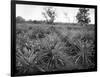 Pineapple Grove, Jamaica, C1905-Adolphe & Son Duperly-Framed Giclee Print