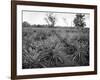 Pineapple Grove, Jamaica, C1905-Adolphe & Son Duperly-Framed Giclee Print